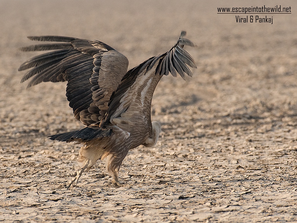 Eurasian Griffon